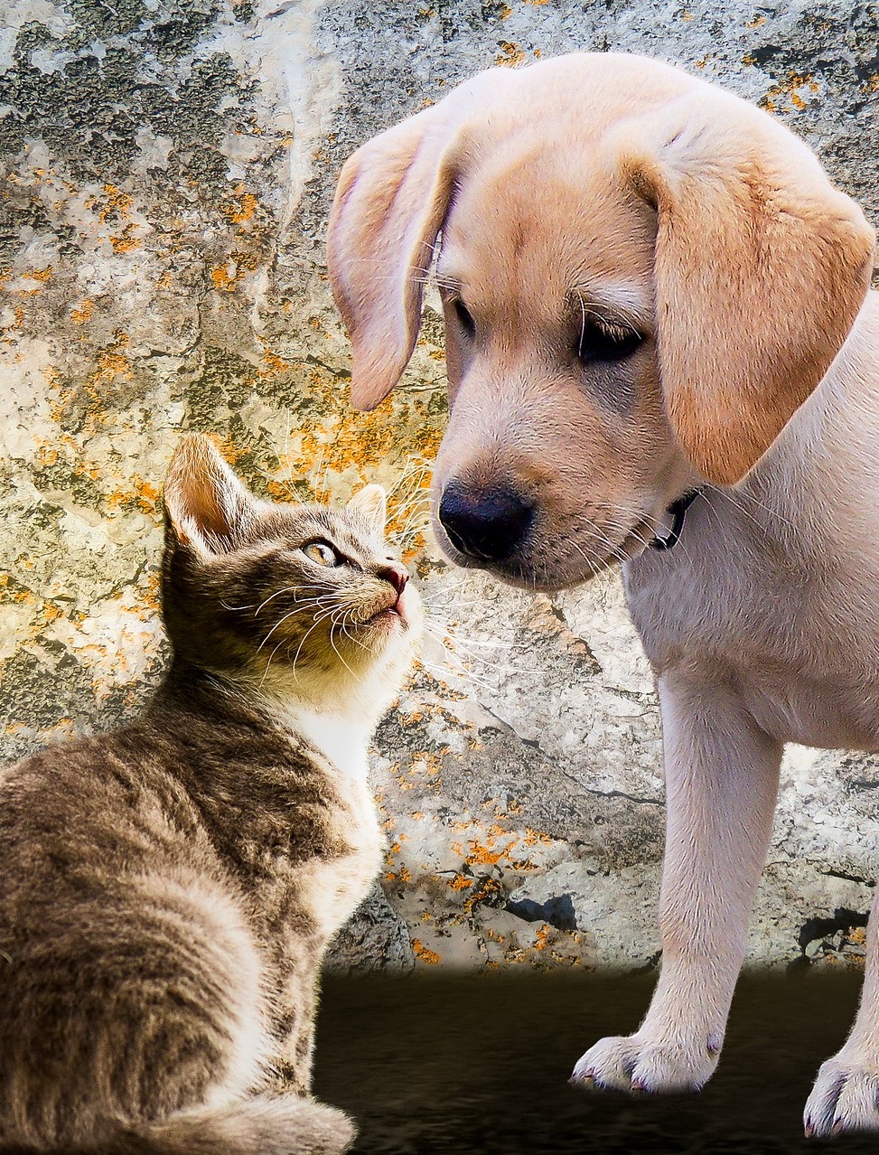 A kitten and a puppy meeting nose to nose